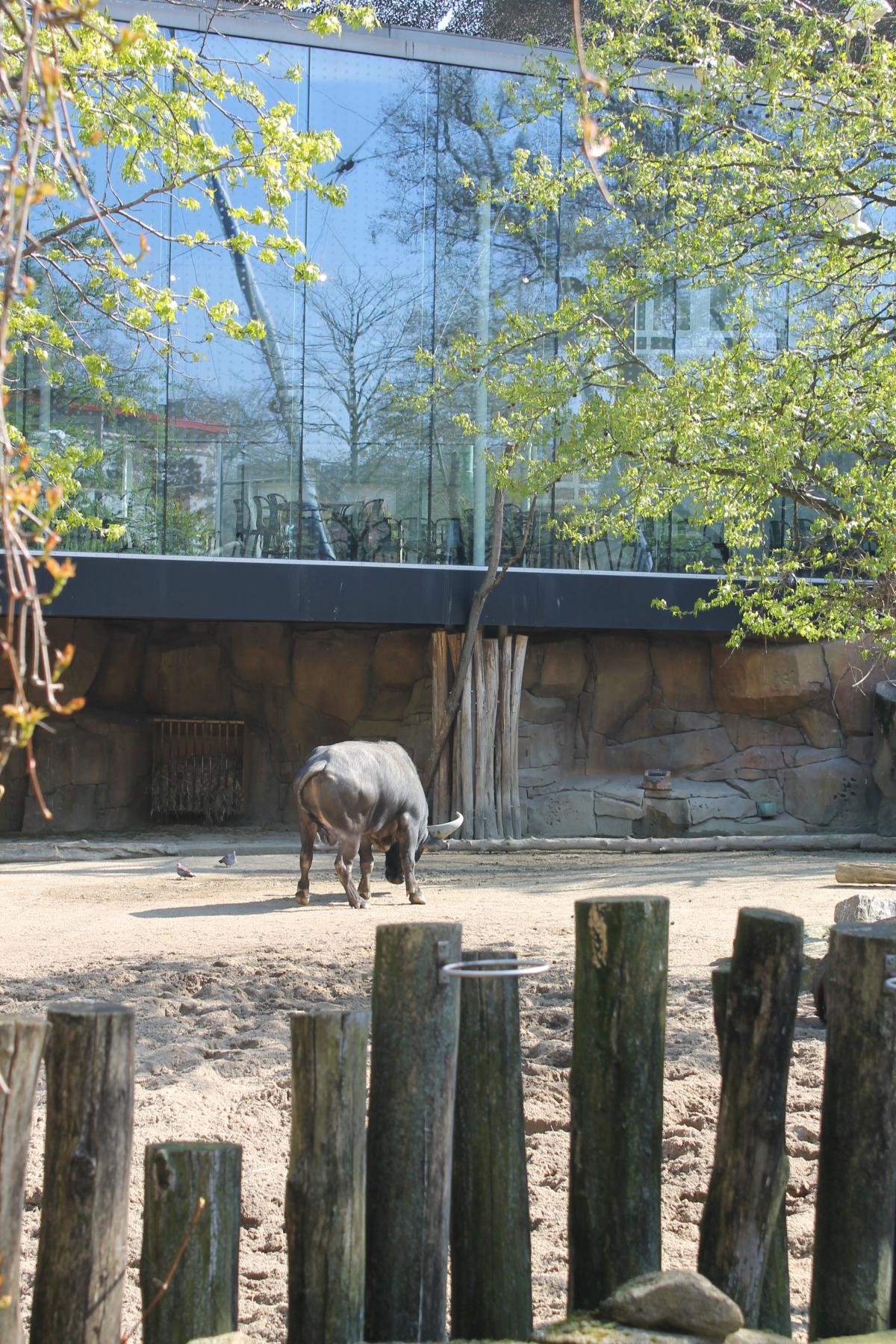 AntwerpZoo-23