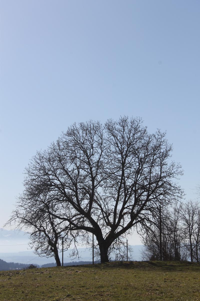 UETLIBERg (18)